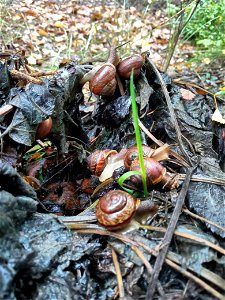 Snails photo