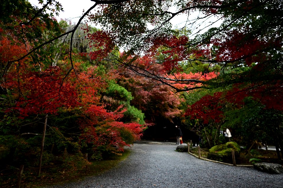 京都龍安寺/Kyoto Ryoanji