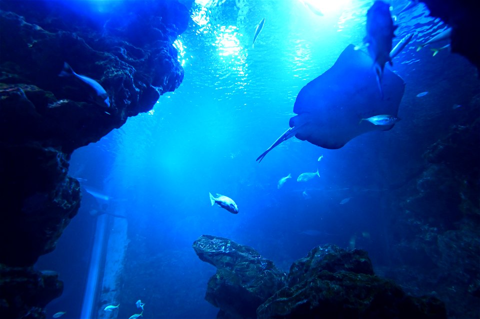 京都水族館 / Kyoto Aquarium