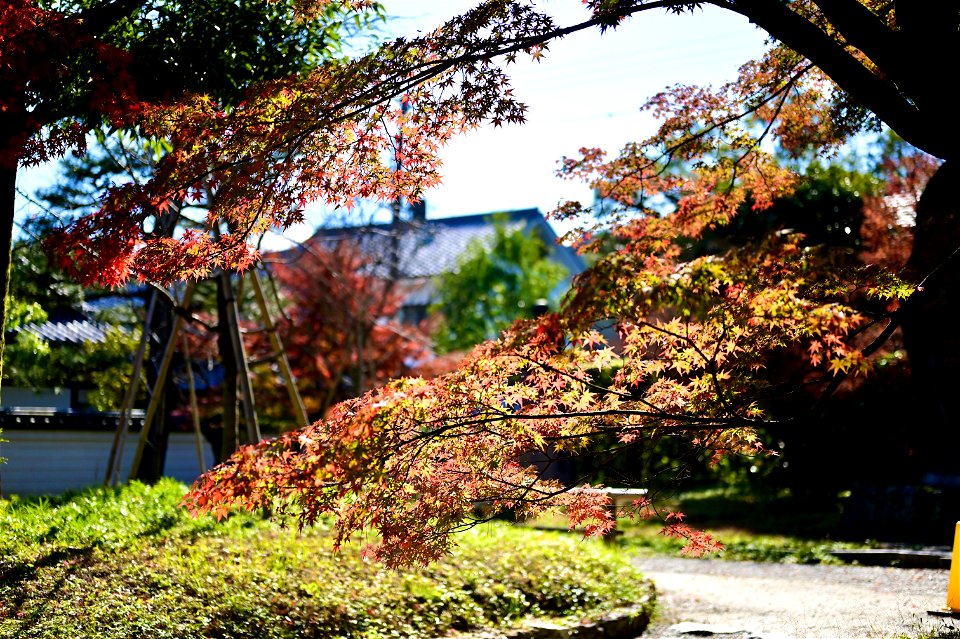 京都宇治平等院鳳凰堂 / Byodoin Hoohdo temple in Kyoto photo