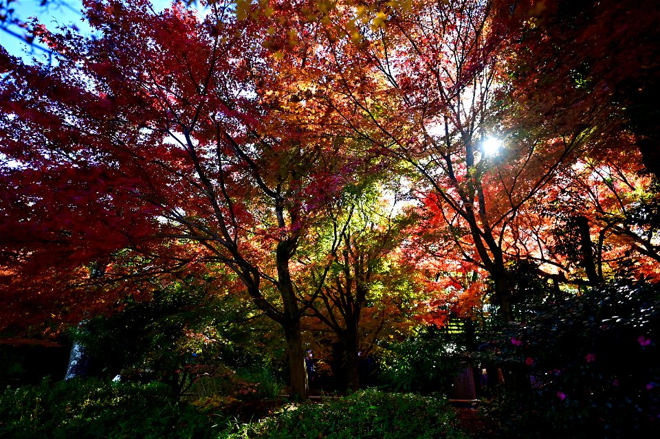 京都宇治平等院鳳凰堂 / Byodoin Hoohdo temple in Kyoto