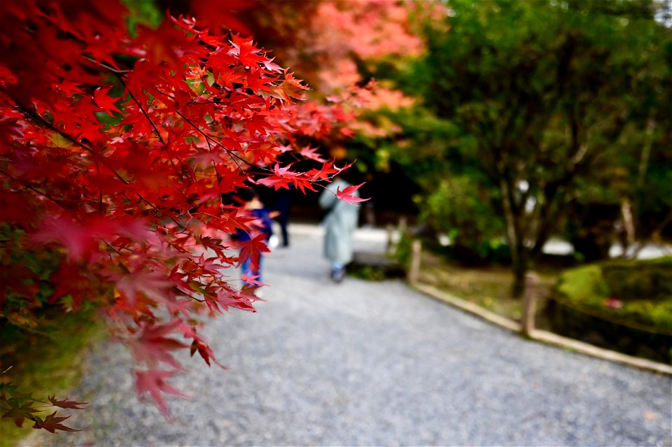 京都龍安寺/Kyoto Ryoanji