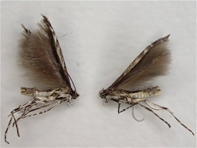 Willow-leafblotch-miner-adults-Micrurapteryx-salicifoliella-Alaska-1