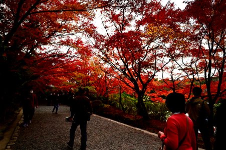 京都龍安寺/Kyoto Ryoanji
