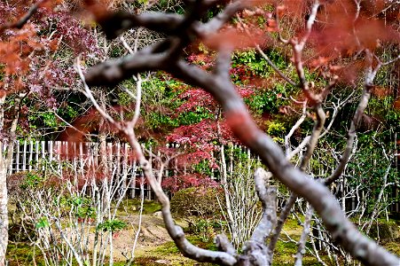 京都龍安寺/Kyoto Ryoanji