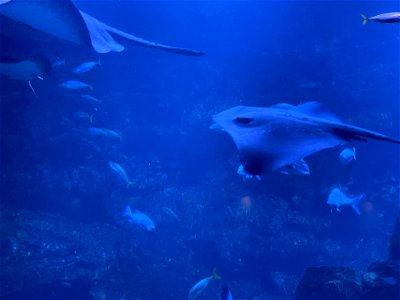 京都水族館 / Kyoto Aquarium