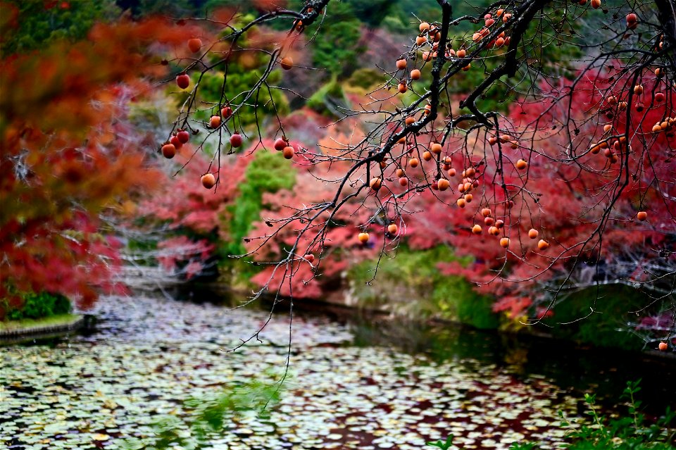 京都龍安寺/Kyoto Ryoanji