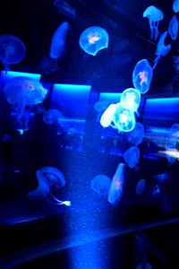 京都水族館 / Kyoto Aquarium