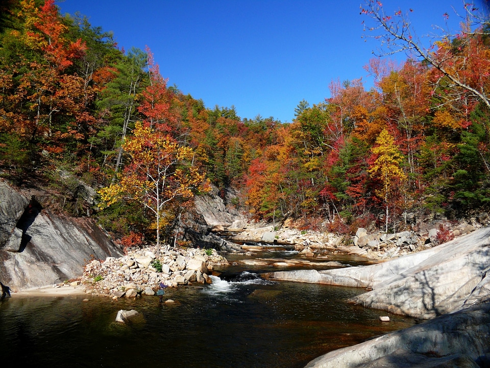 Foliage Wilson Creek