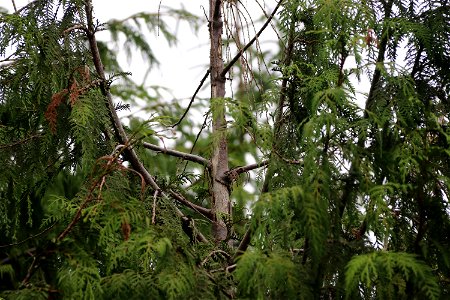 Western-redcedar-topkill-bole-woundsPrince-of-Wales-Island-Tongass-3 photo