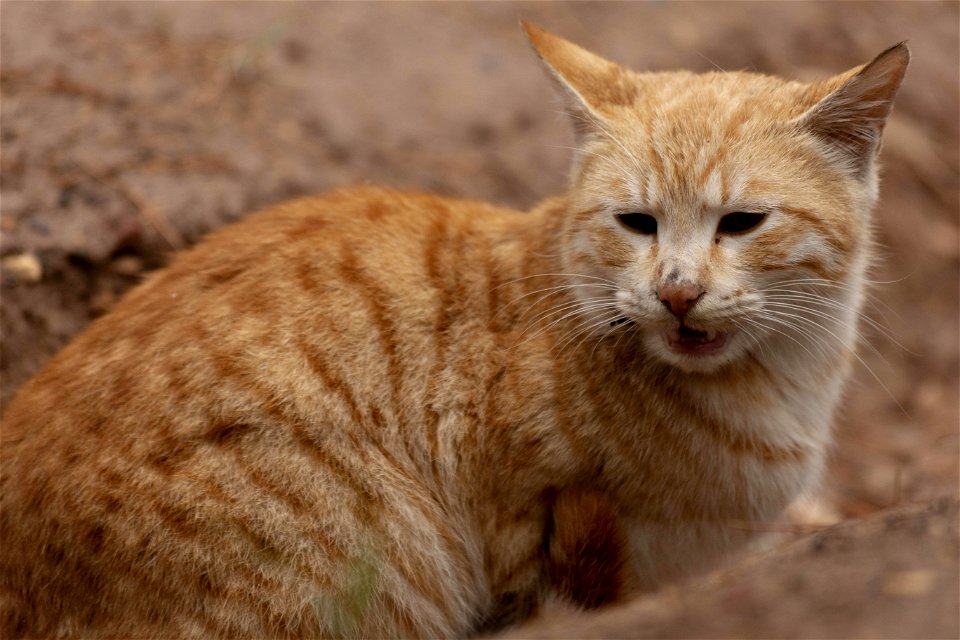 animal-4582981