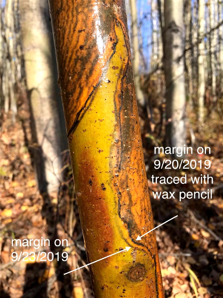 Aspen-running-canker-colorful-lesion-Alaska-2