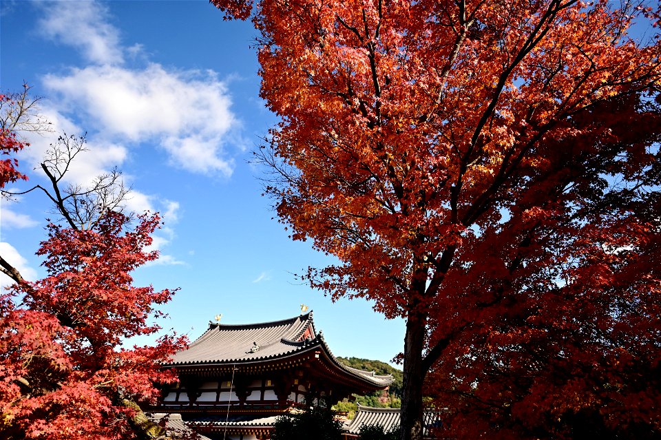京都宇治平等院鳳凰堂 / Byodoin Hoohdo temple in Kyoto