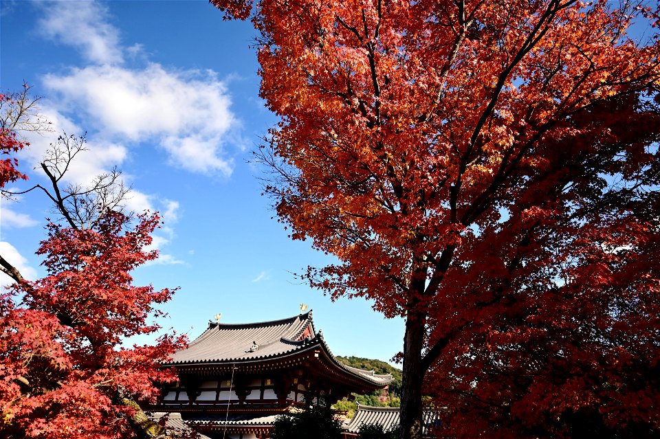 京都宇治平等院鳳凰堂 / Byodoin Hoohdo temple in Kyoto photo