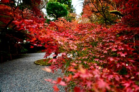 京都龍安寺/Kyoto Ryoanji