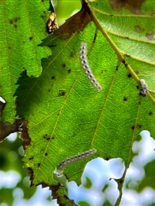 Woolly-alder-sawfly-caterpillar-feeding-TongassNF