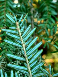 Western-blackheaded-budworm-eggs-2021-Tongass-2