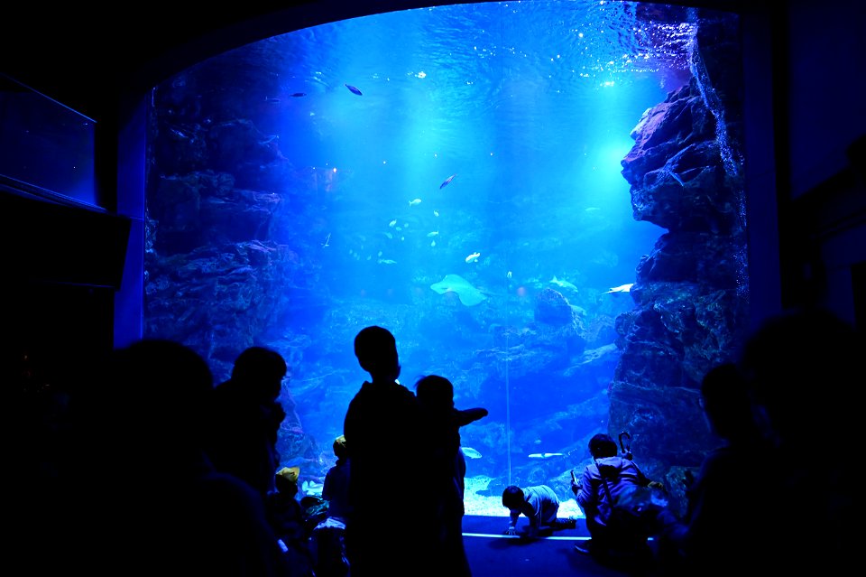 京都水族館 / Kyoto Aquarium