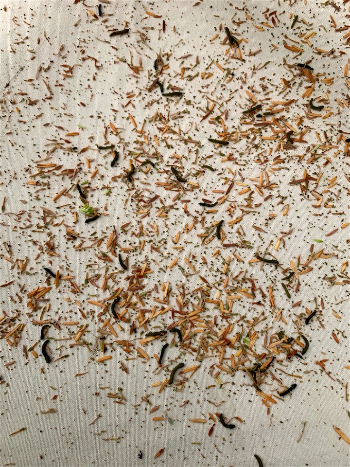 Hemlock-sawfly-larvae-beating-sheet-Tongass