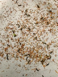 Hemlock-sawfly-larvae-beating-sheet-Tongass