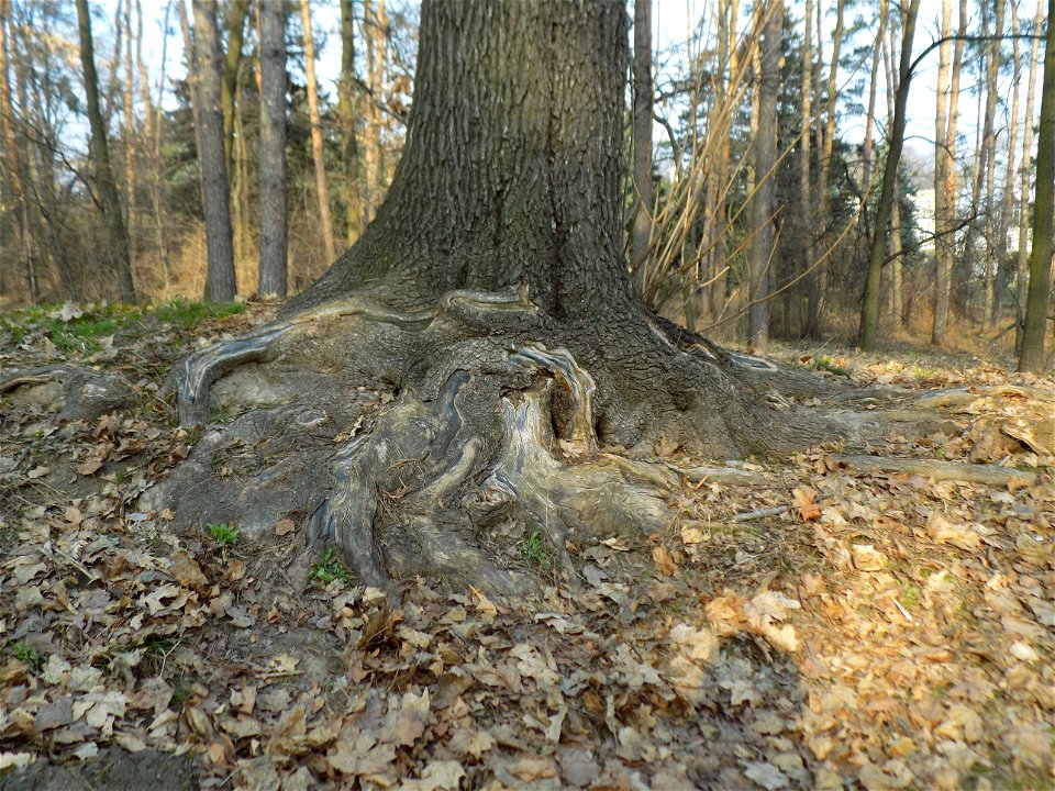 Hryshko National Botanical Garden