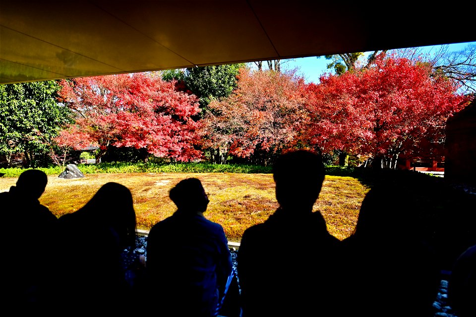 京都宇治平等院鳳凰堂 / Byodoin Hoohdo temple in Kyoto