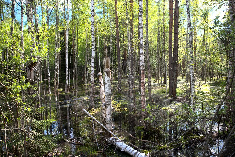 A bog
