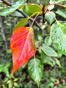 Aspen-leafminer-mines-in-balsam-poplar-Alaska