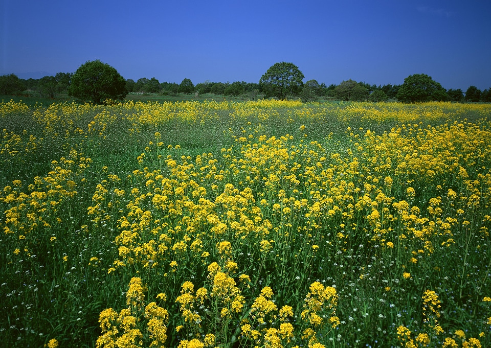 Blooming canola rape agriculture field against blue sky