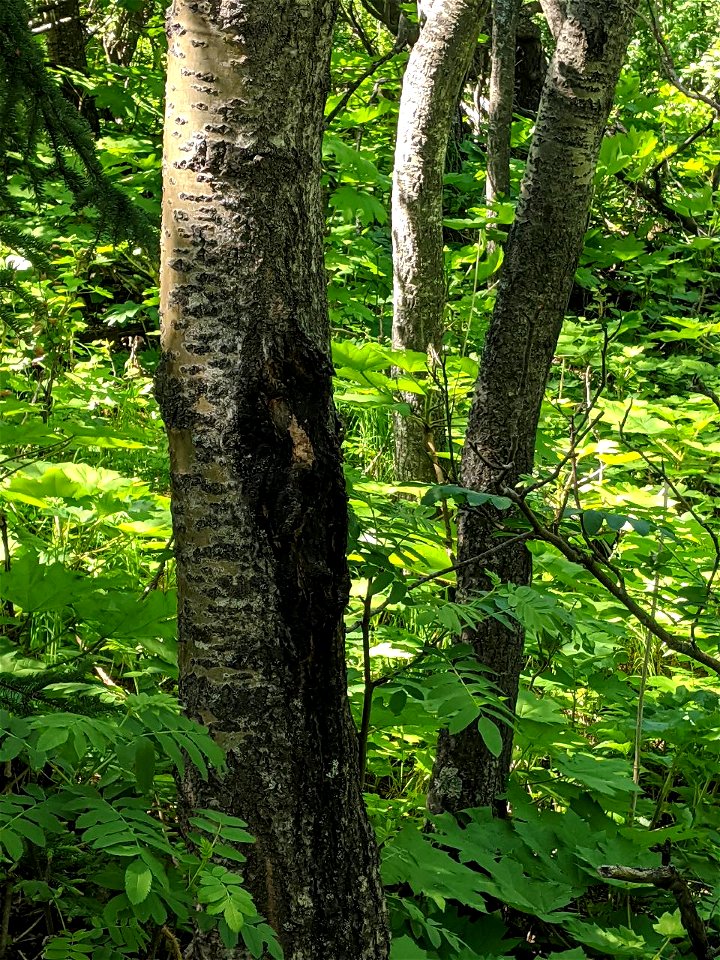 Aspen-target-canker-SC-Alaska-1