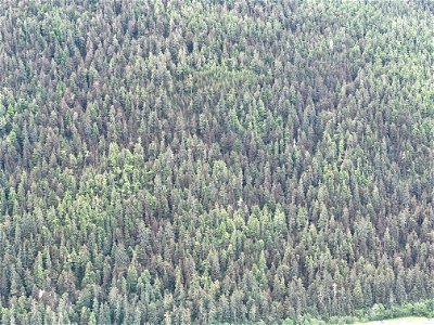 Western-blackheaded-budworm-damage-Aerial-detection-survey-TongassNF