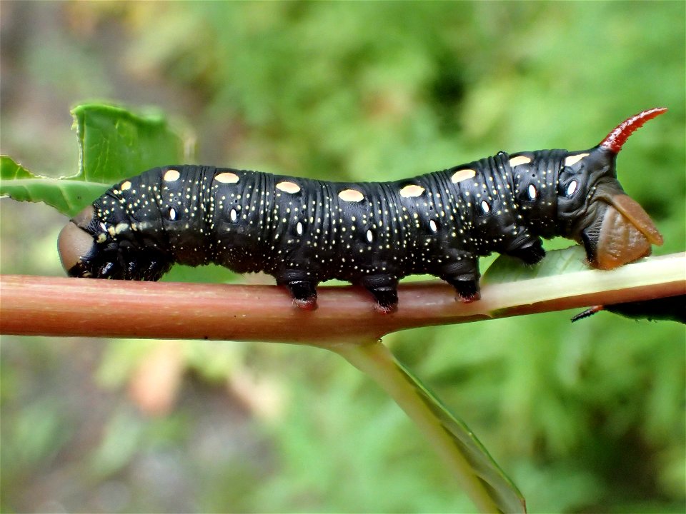 Fireweed-hornworm-larva-Tongass-1