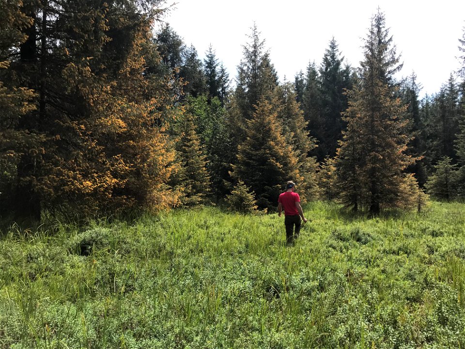 Sitka-spruce-trees-heavy-spruce-needle-rust-Juneau-Tongass-1