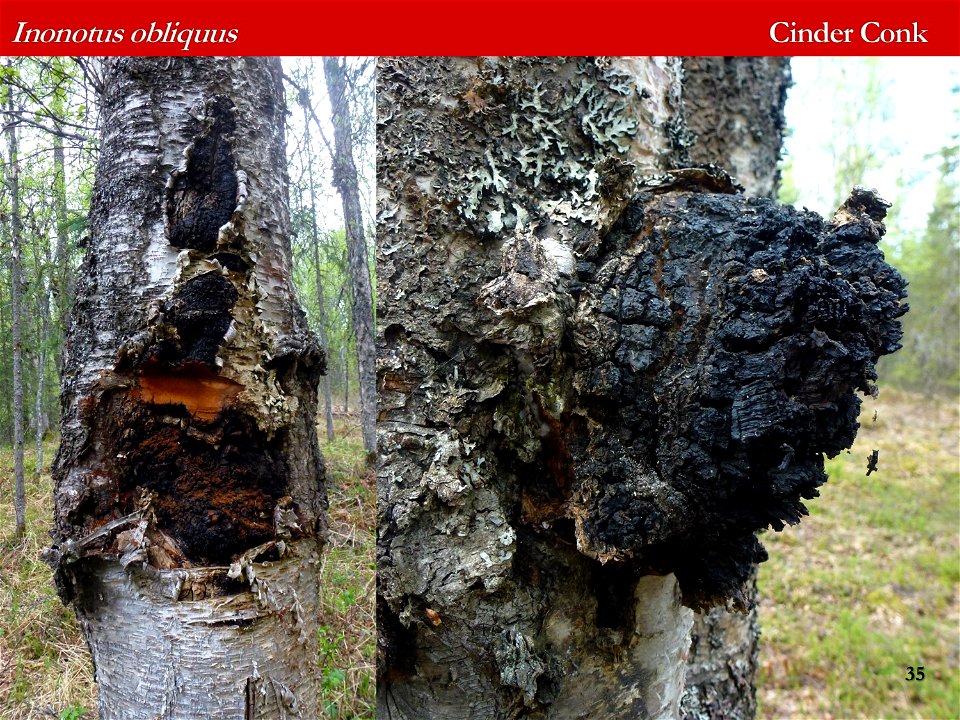 Inonotus-obliquus-identification-aid-Alaska