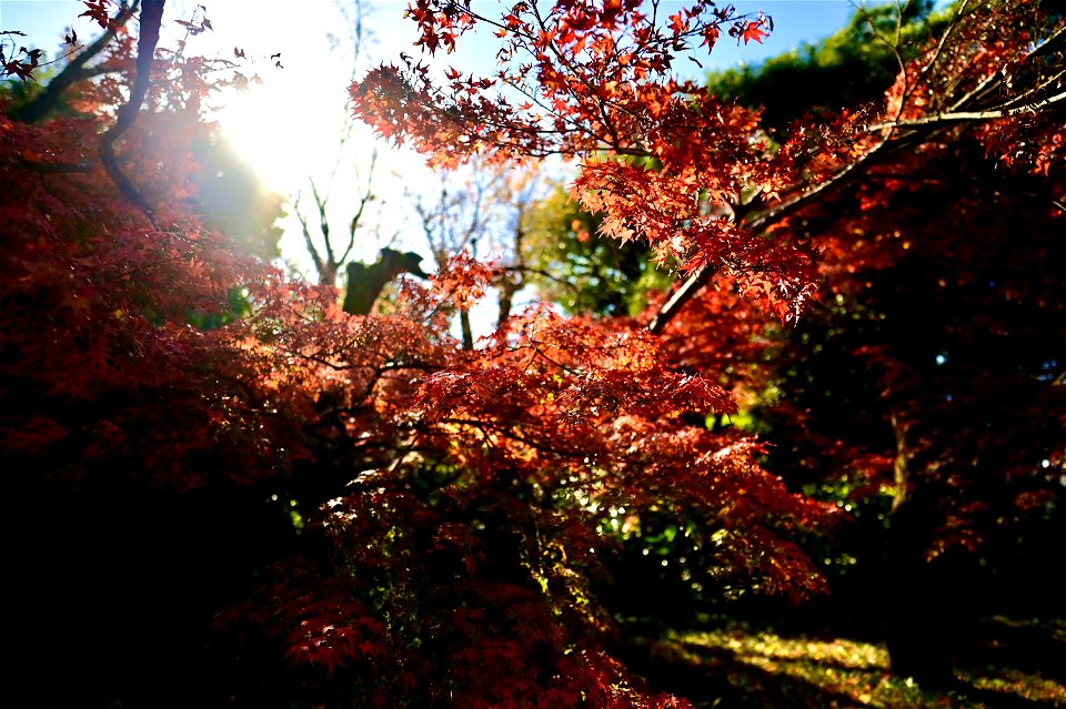 京都宇治平等院鳳凰堂 / Byodoin Hoohdo temple in Kyoto