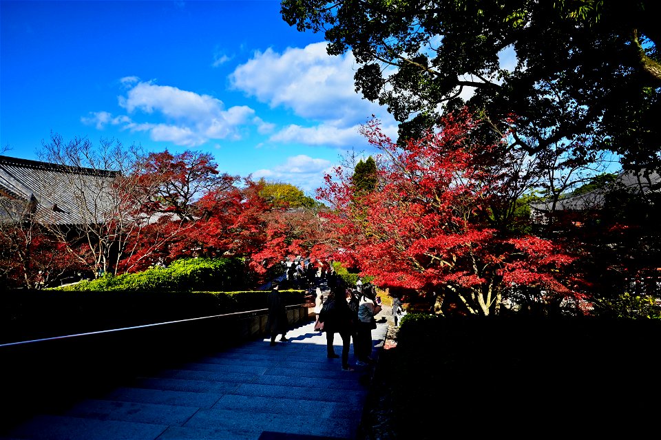 京都宇治平等院鳳凰堂 / Byodoin Hoohdo temple in Kyoto