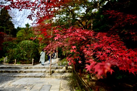 京都龍安寺/Kyoto Ryoanji