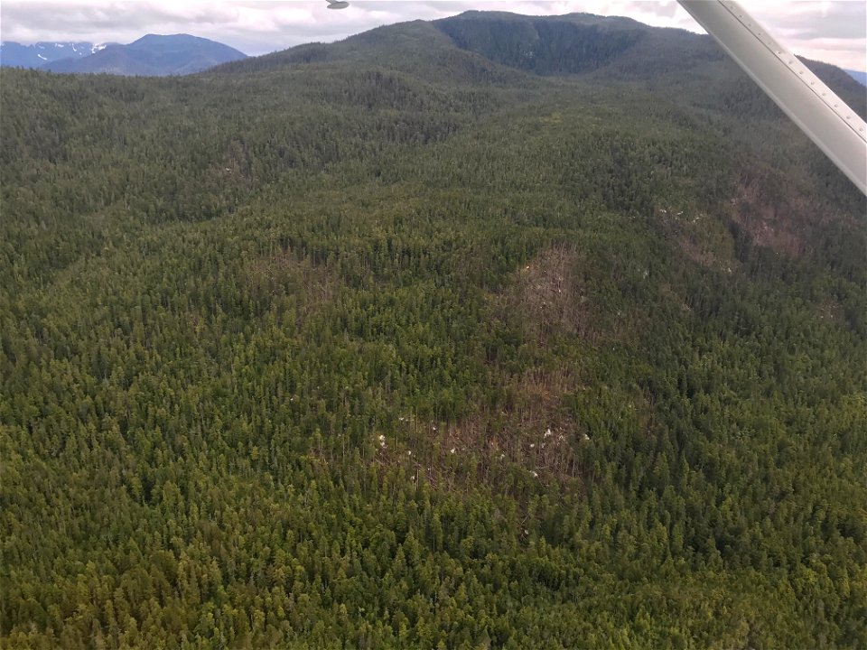 Wind-damage-aerial-detection-survey-2021-Tongass-2