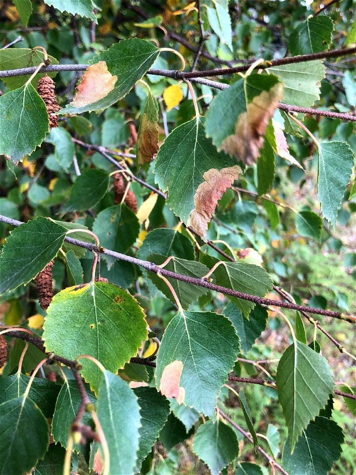 Heterarthrus-nemoratus-in-alder-YDNWR-office-Bethel-2021-Alaska