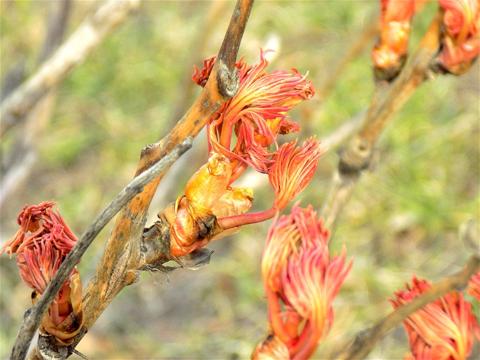 Hryshko National Botanical Garden