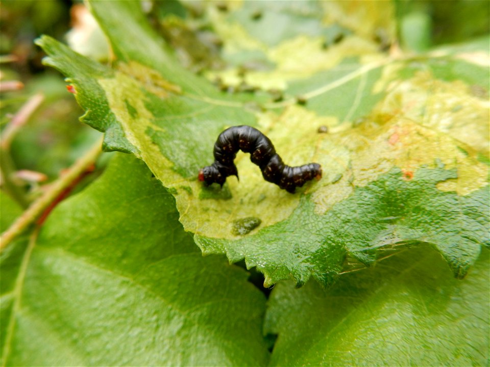 Alder-defoliators-spear-marked-black-moth-Alaska
