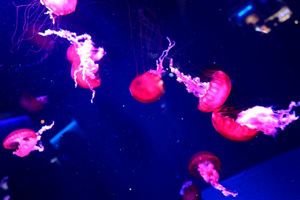京都水族館 / Kyoto Aquarium