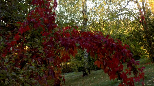 Hryshko National Botanical Garden