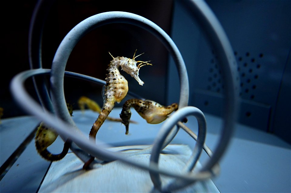 京都水族館 / Kyoto Aquarium
