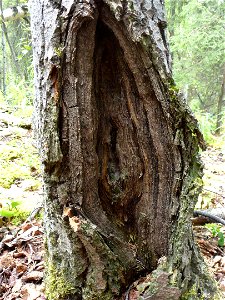 Aspen-target-canker-Alaska-1