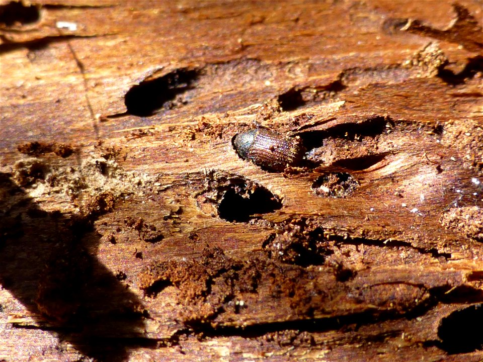 Yellow-cedar-decline-Phloeosinus-beetles-Tongass