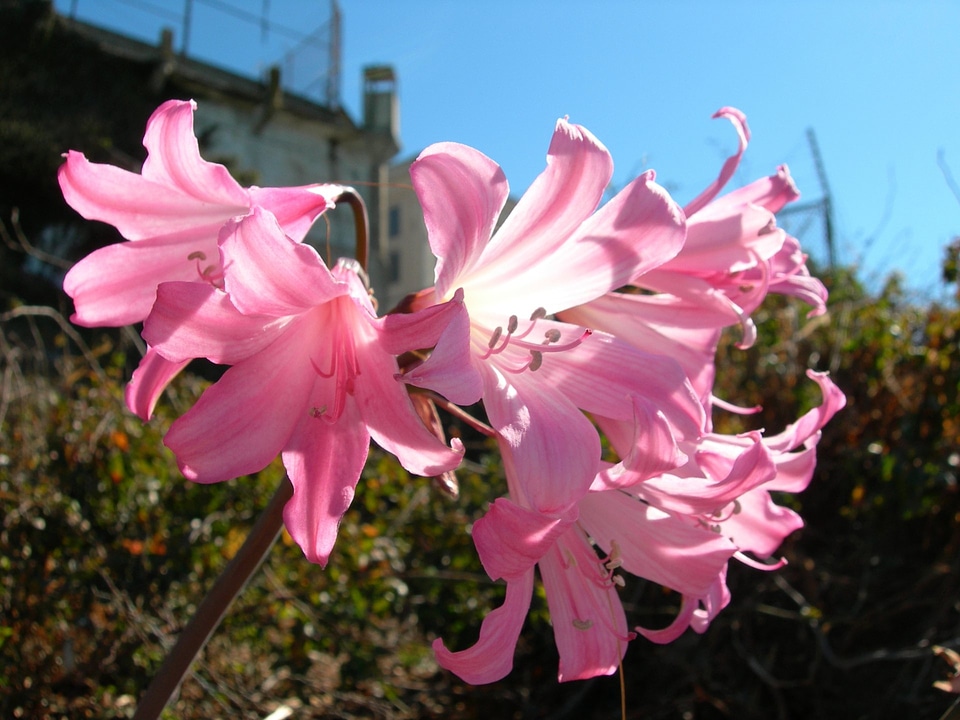 Naked Lady - Amaryllis belladonna