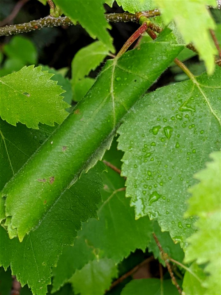 Birch-leafroller-leaf_Alaska_Survey123AlaskaFHP