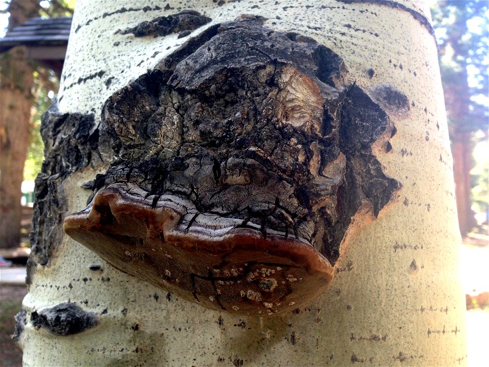 Phellinus-tremulae-conk-aspen-1