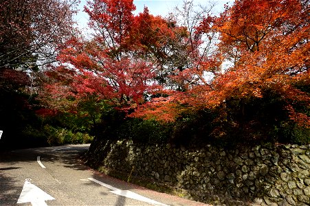 京都龍安寺/Kyoto Ryoanji